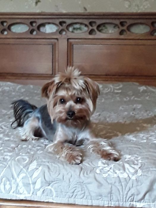 Йоркширський тер'єр в'язка