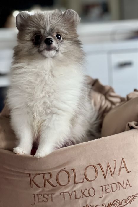 Szpic miniaturowy/pomeranian-maleńka dziewczynka