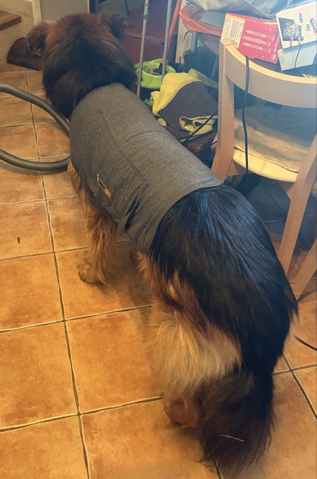 Kamizelka uciskowa dla psa lękowego XL Thindershirts