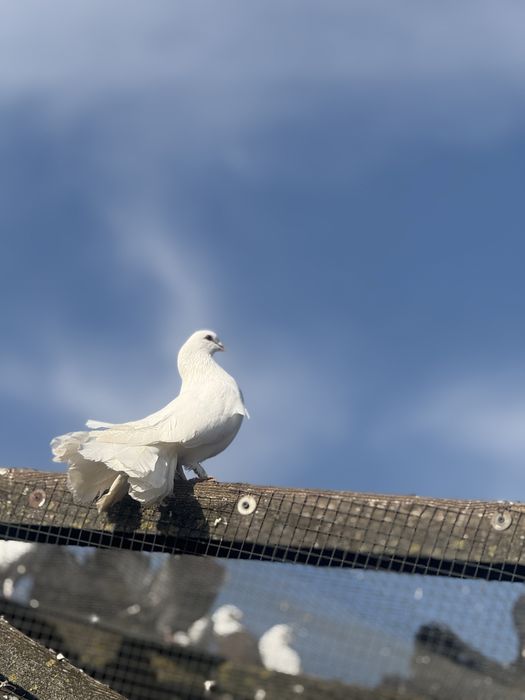 Pawik ,pawiki  ,samce i samice