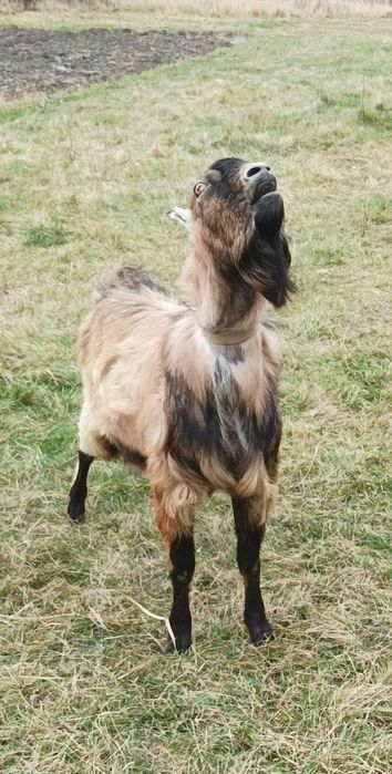 Козел Ламанча.Цап Ламанчі.