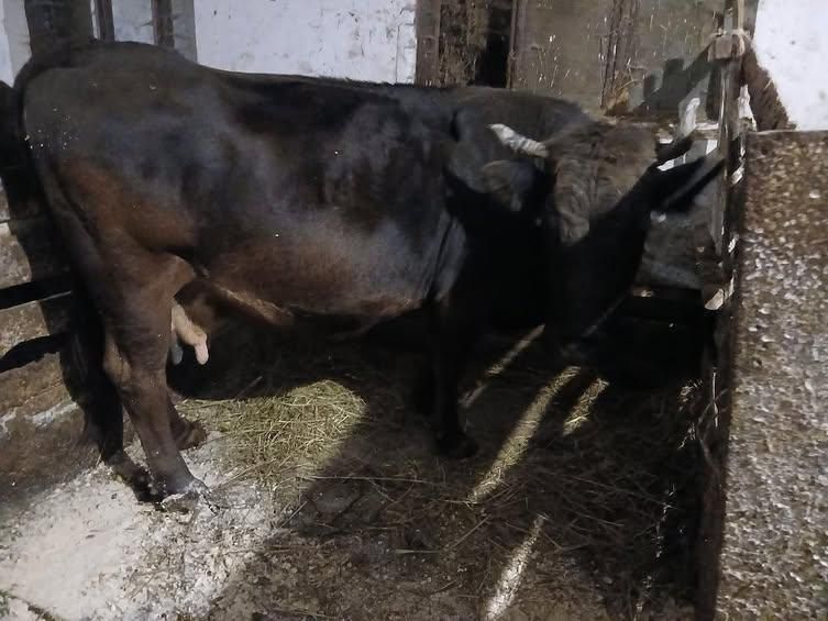 Продається тільна корова