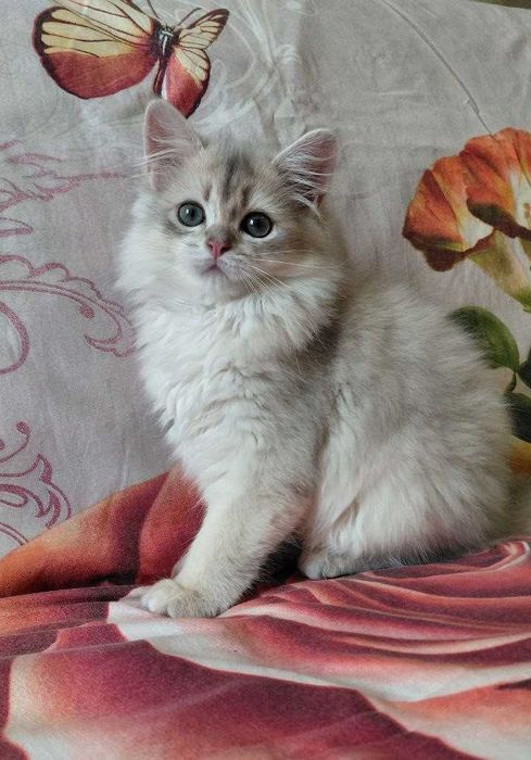 Шотландский длинношерстный котик в окрасе голубое золото ау11