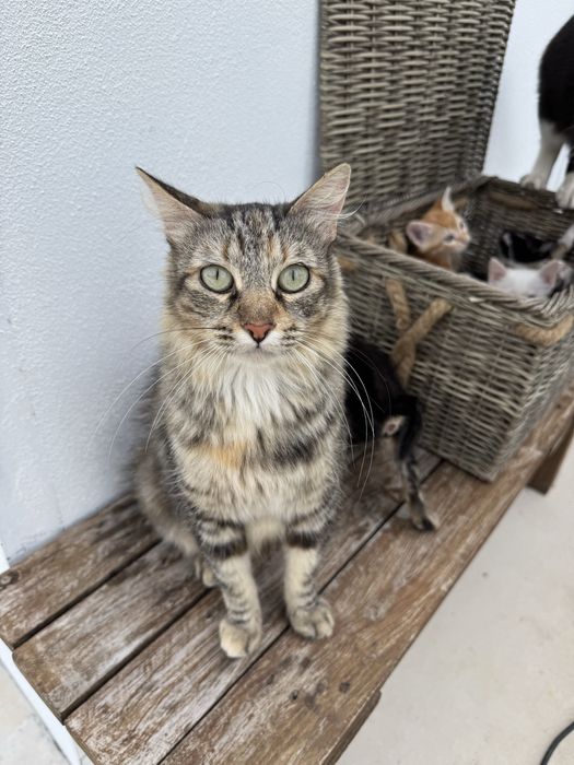 Gatinhos para Adoção