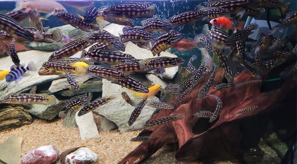 Naskalnik Marliera Julidochromis Marlieri  Tanganika