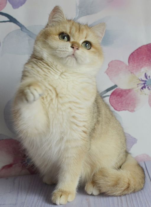 Британська  золота шиншила Тася