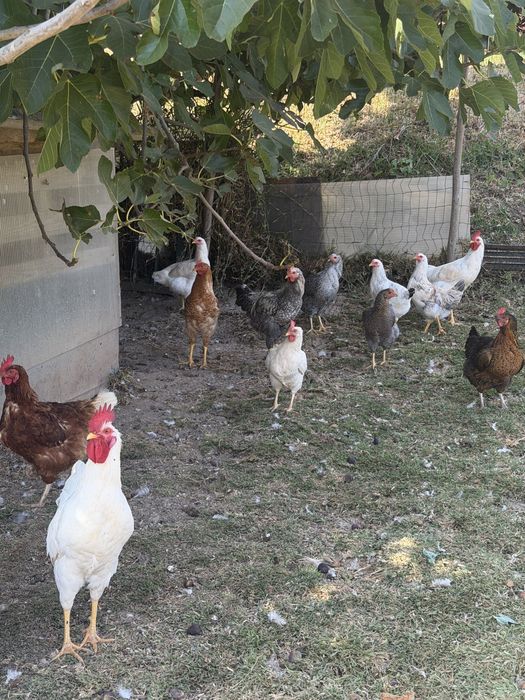 frangos caseiros