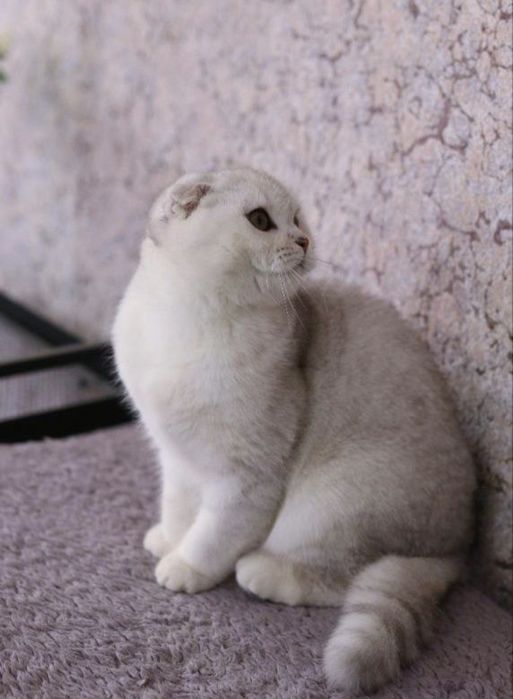 Bri ny 12 золотая шиншилла