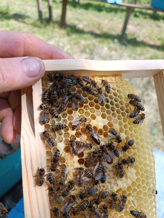 Бджоломатки Карніка