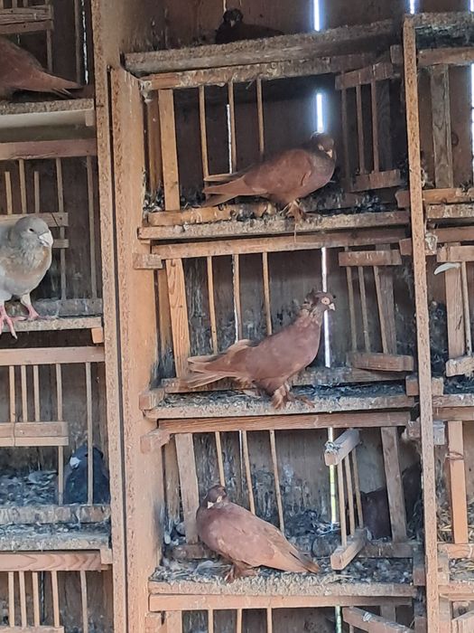 Gołębie.    fejfry