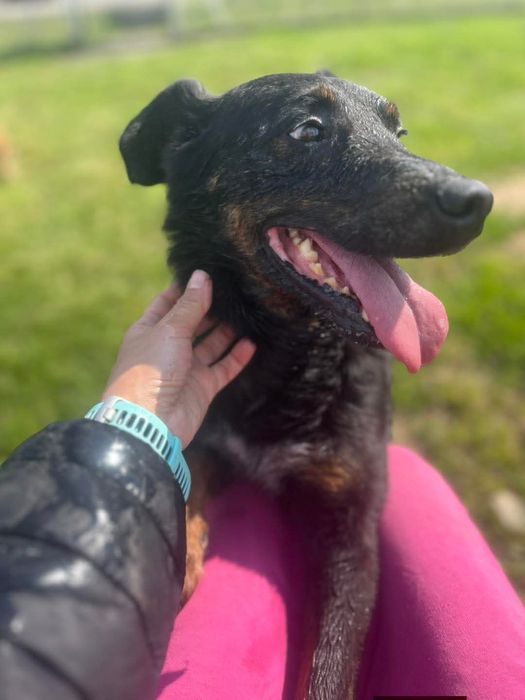 Odin do pilnej adopcji!