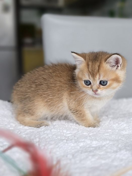 Золото шиншила чудо кошенята