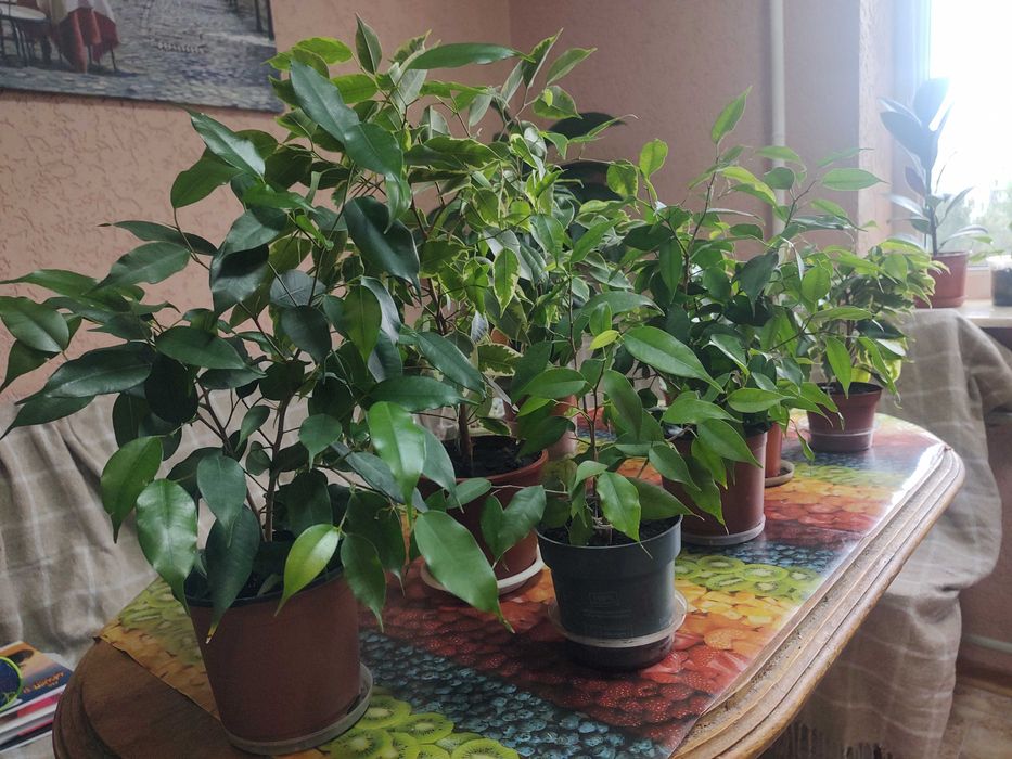 фікус кінкі-бенджаміна, висота від 40см до 60см