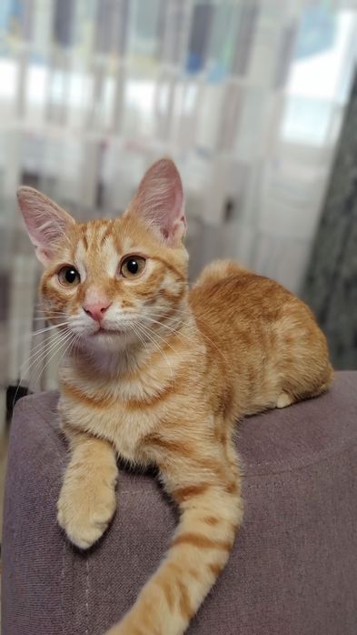 Котик шукає родину