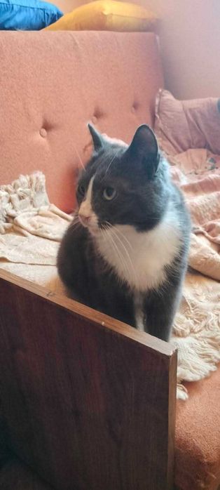 Kocie pięknoty do pokochania