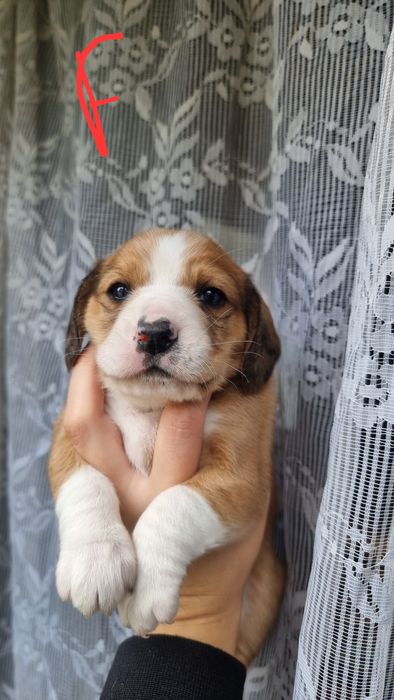 Cruzados Beagle para adocao