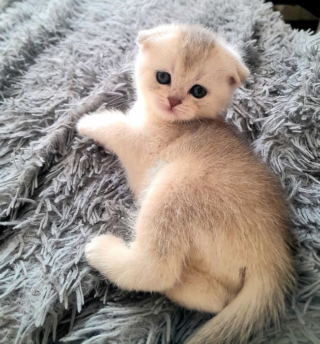 Дорогі кошенята британські шиншили! Шикарні розкраси! Приймаю бронь