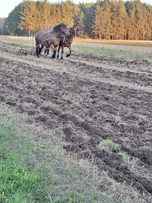 Klacz na sprzedaż