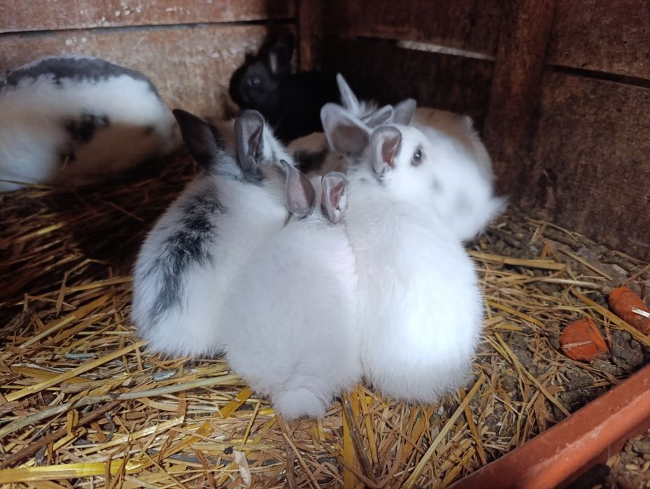 Bebés coelhos anões