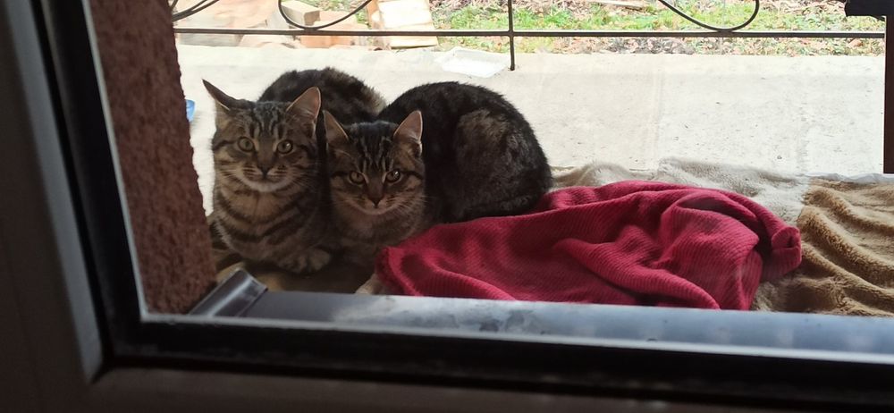 Віддам безкоштовно кошеня