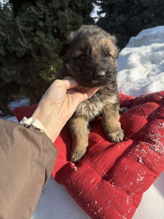 Дуже гарні цуценятка німецькі вівчарки