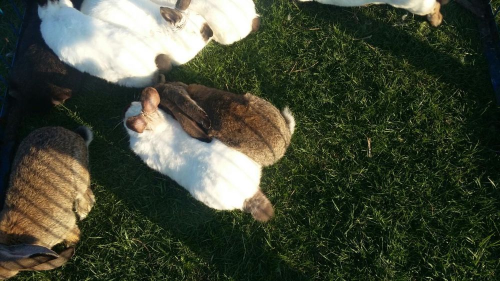 Sprzedam króliki ekologiczne