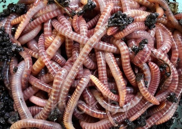 Черви красные ,в наличие