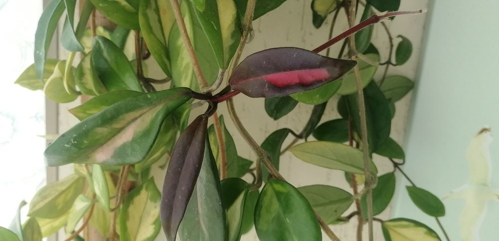 Хойя срез два  сорта