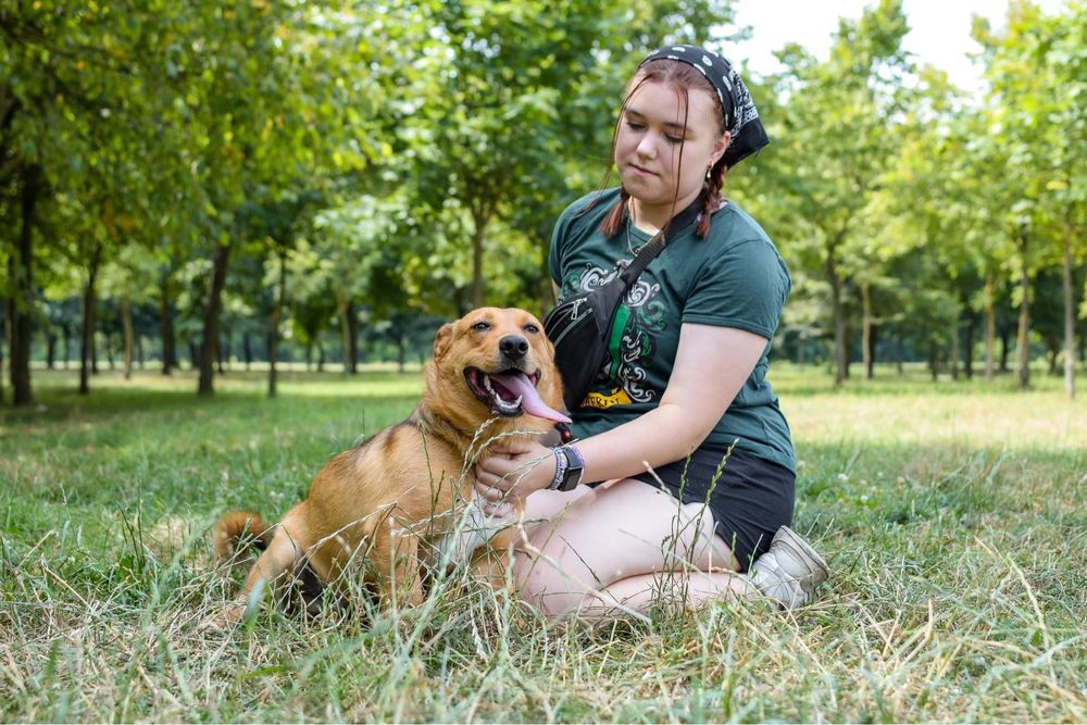 Apik- rudy młody wesoły piesek do adopcji