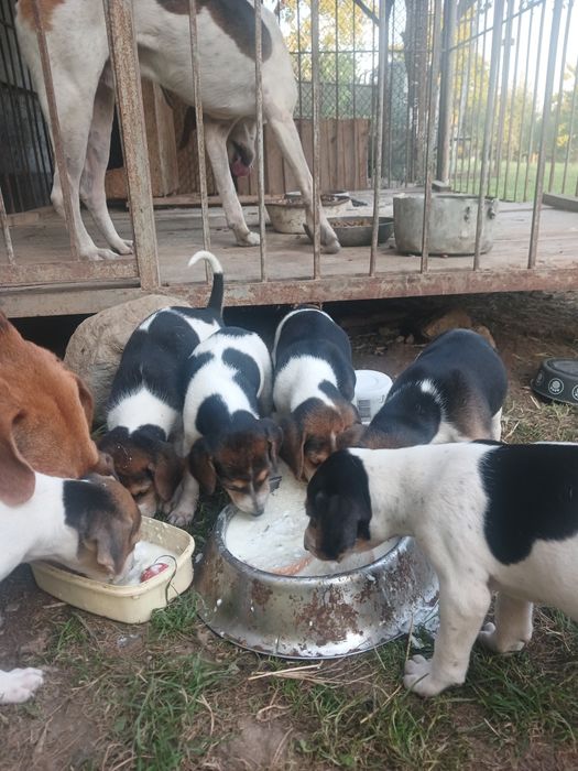 Щенки Руської першої гончі