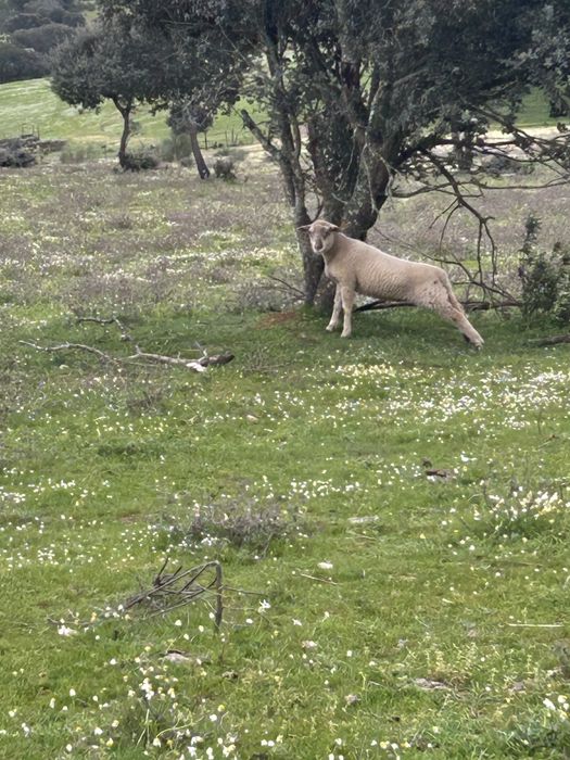 Lote borregos em modo producao biologico