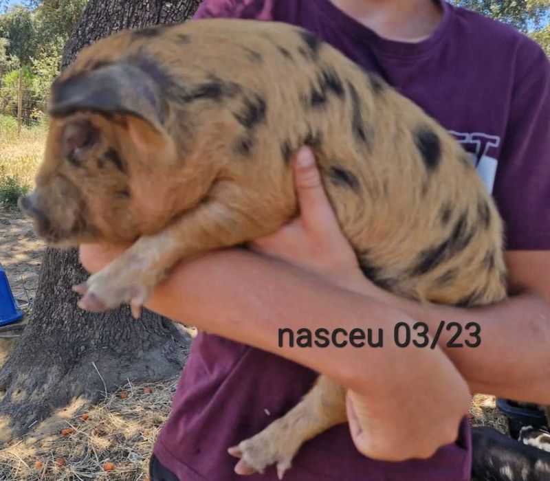 Porcinhos de kunekune