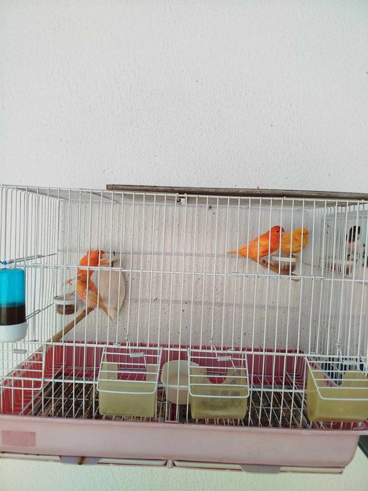 Para dispensar canários alerquim lipocromo e vermelho