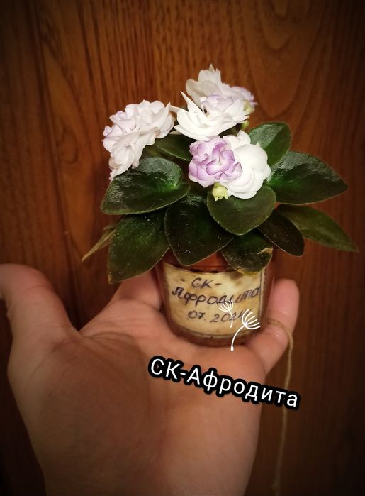 Мини, полумини фиалки