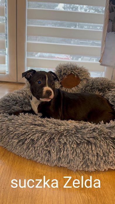 American Staffordshire Terrier