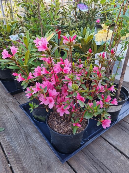 Азалія японська Madame van Hecke