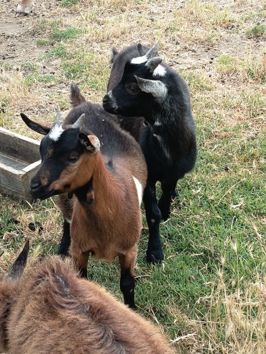 Casal Cabras anas irmãos com 4 meses
