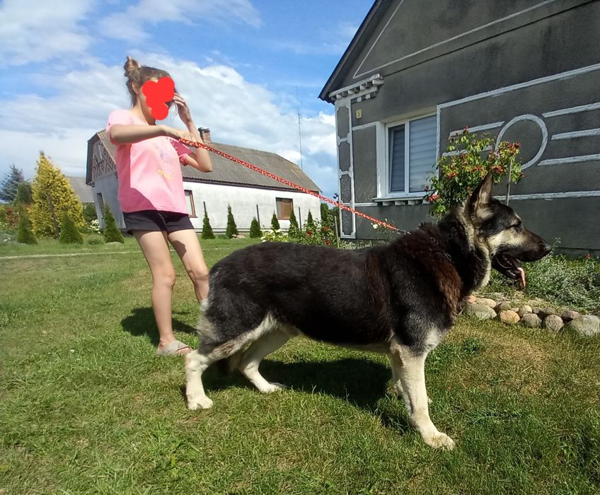 Східноєвропейська вівчарка для в'язки !!!