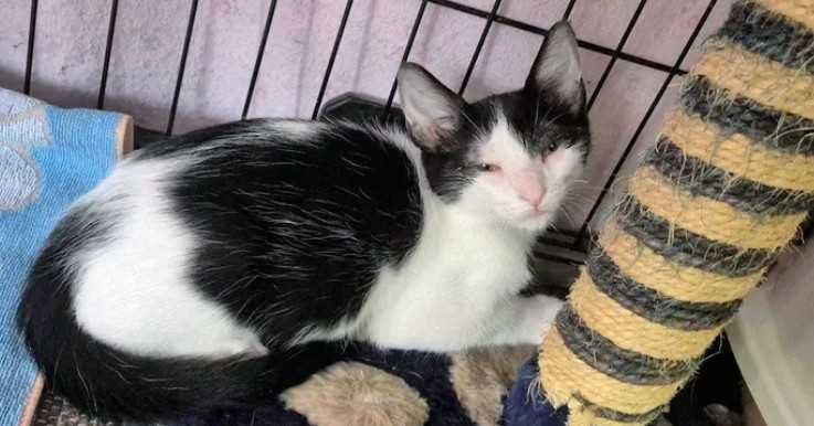 Gato bebé para adoção consciente