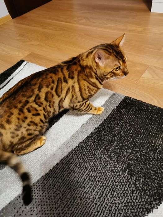 Kocur bengalski z rodowodem FPL dorosły