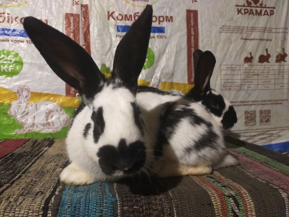 Кролі . Молоді кролиці Німецького строкача вік 4,5 міс.