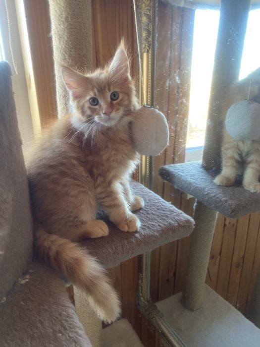 Кошенята Мейн-кун, хлопчики