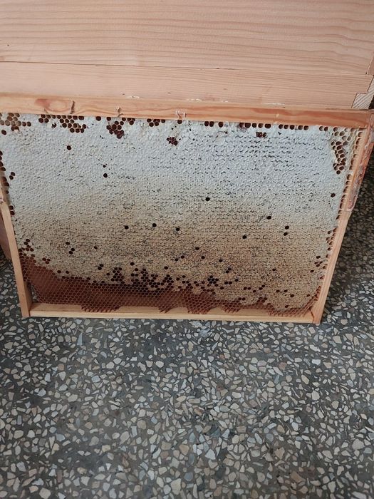 Продається пасіка,Бджолосім'ї на українську рамку