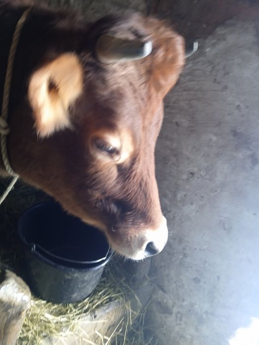 Продаю теличку тільну