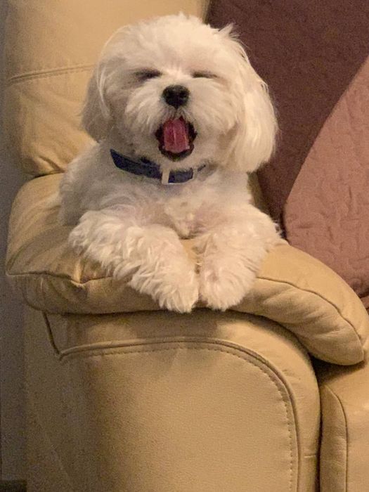 В’язка хлопчика Мальтезе