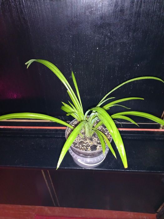 Продам Хлорофитум