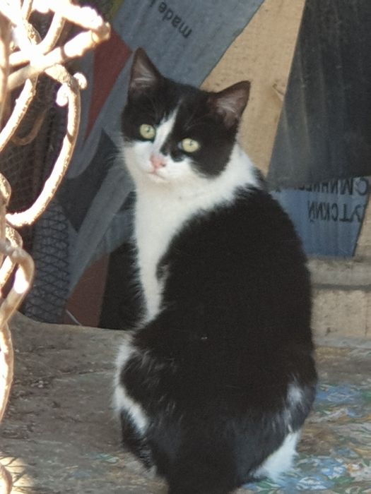 Котёнок 5 мес мальчик