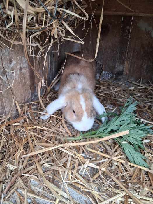 Samiec Mini lopek baranek