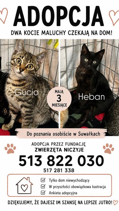 Hebcio i Gucio do adopcji kociaki 3 miesiace