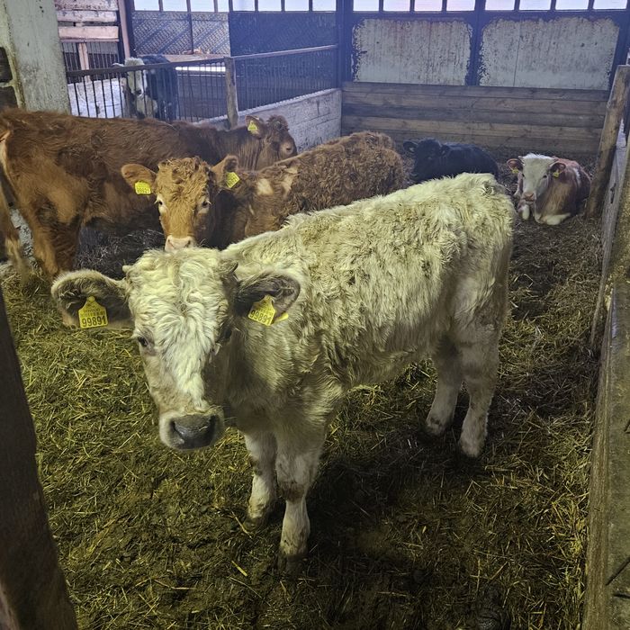 Sprzedam jalowki miesne